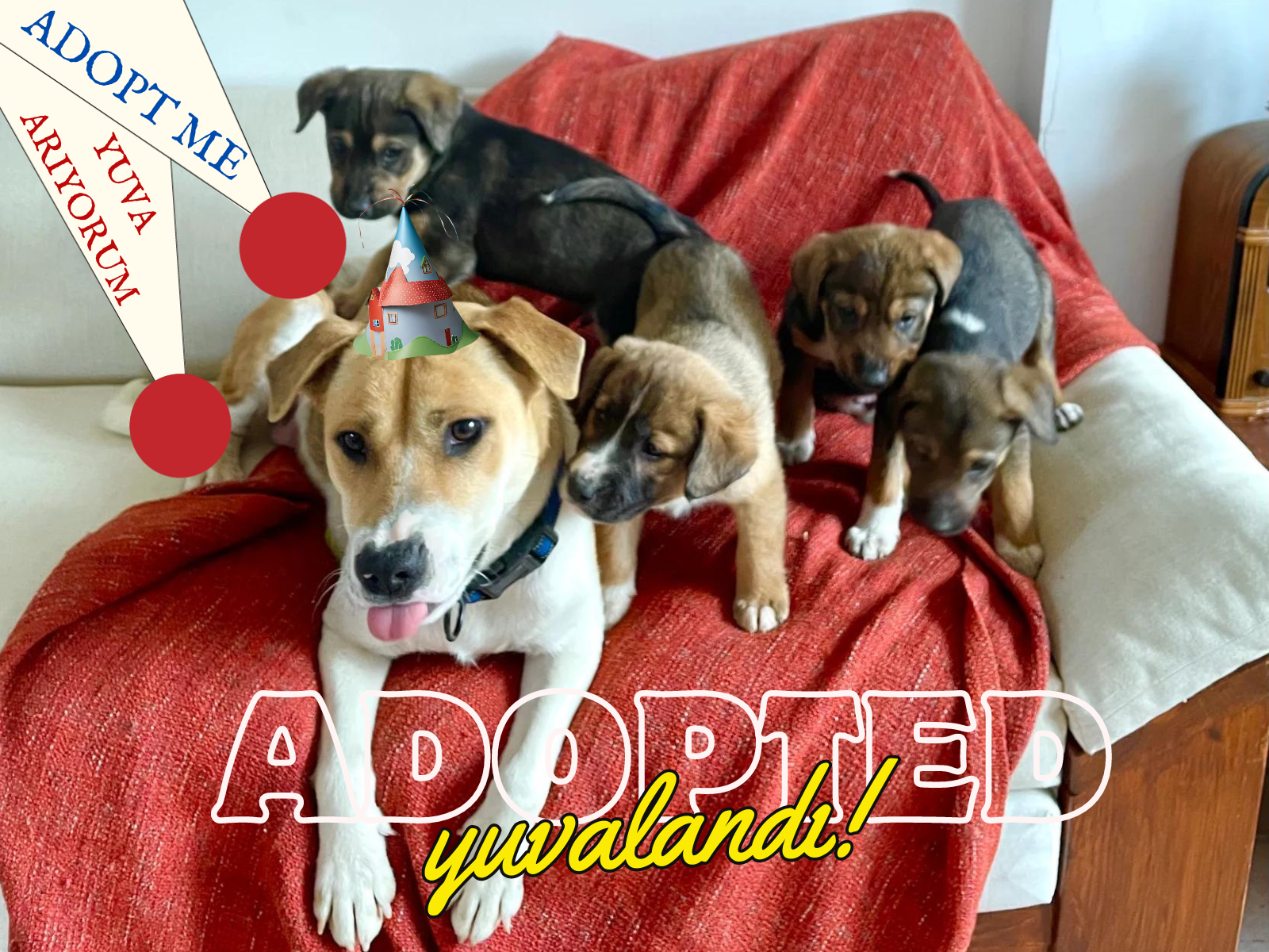 Niffy and her Potato-Puppies