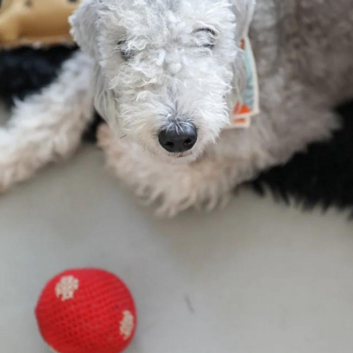 Polka Dot Handmade Dog + Cat Toy