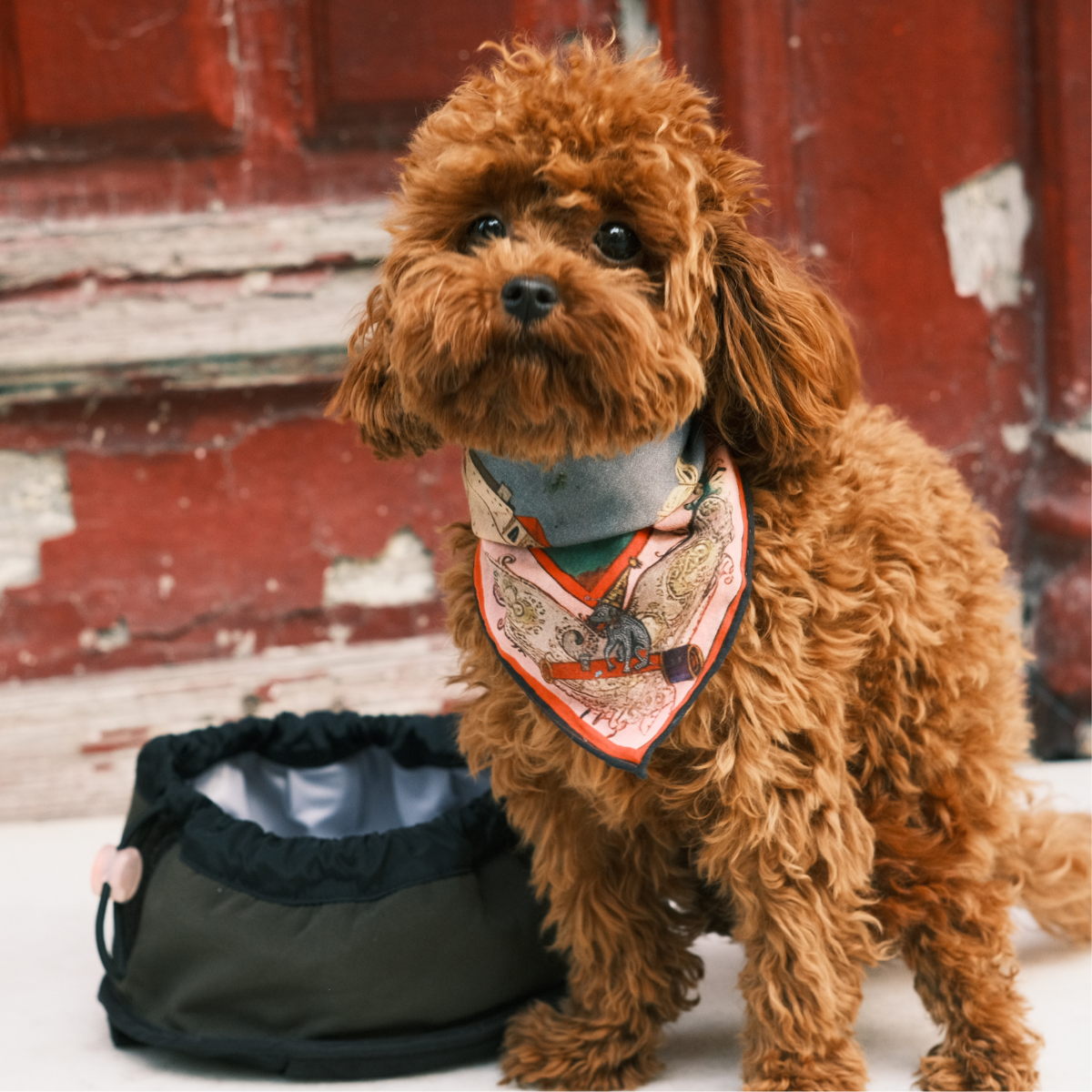 Belong Pet + Human Bandana