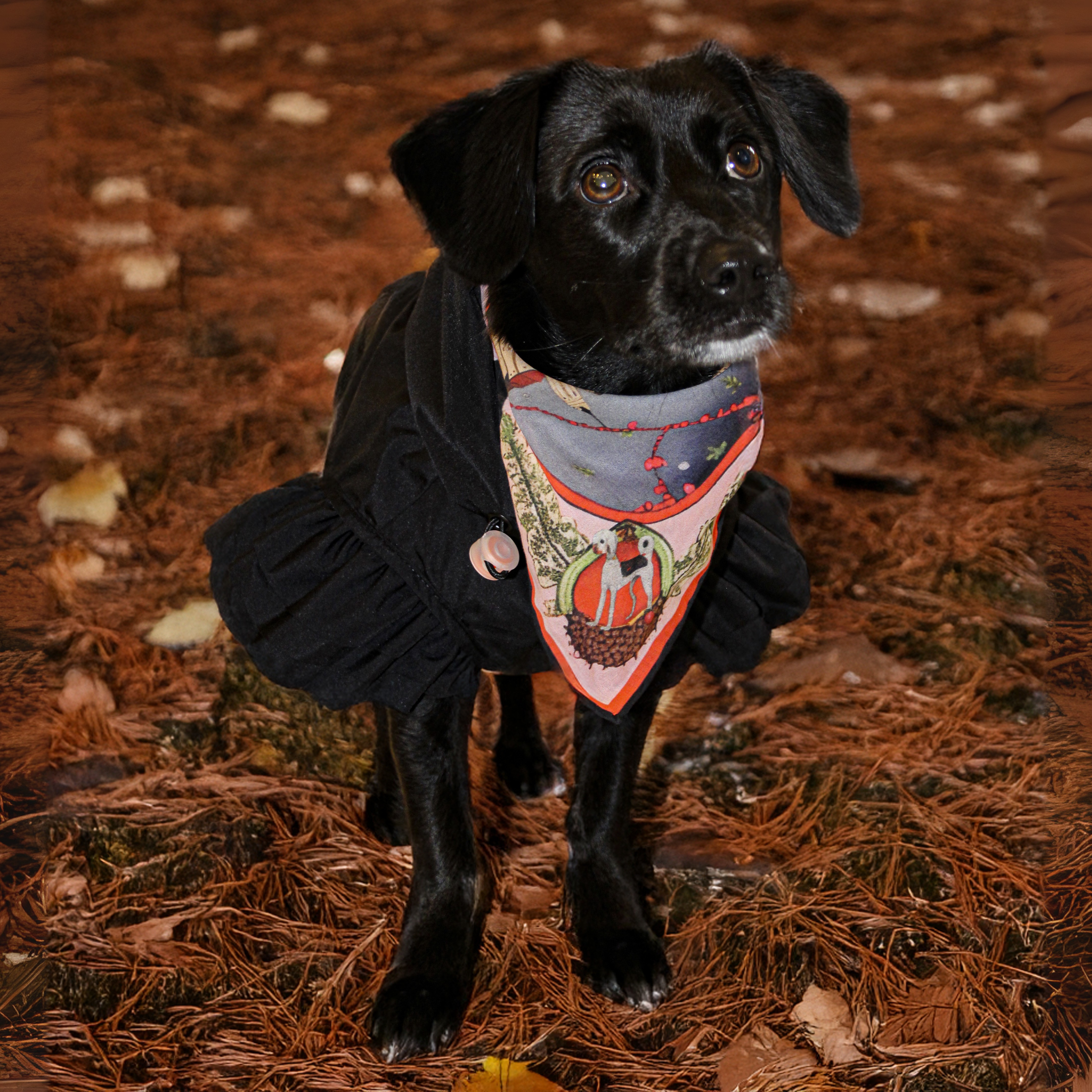 Belong Bandana - Pet + İnsan Aksesuarı