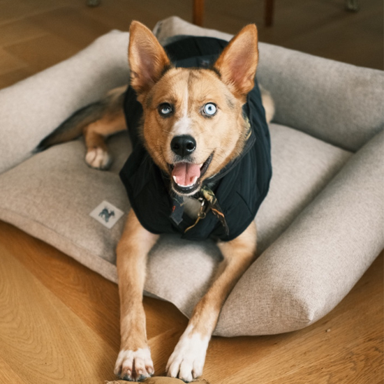 Cornette Dog + Cat Bed