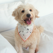 Gazette Bandana - Pet + İnsan Aksesuarı