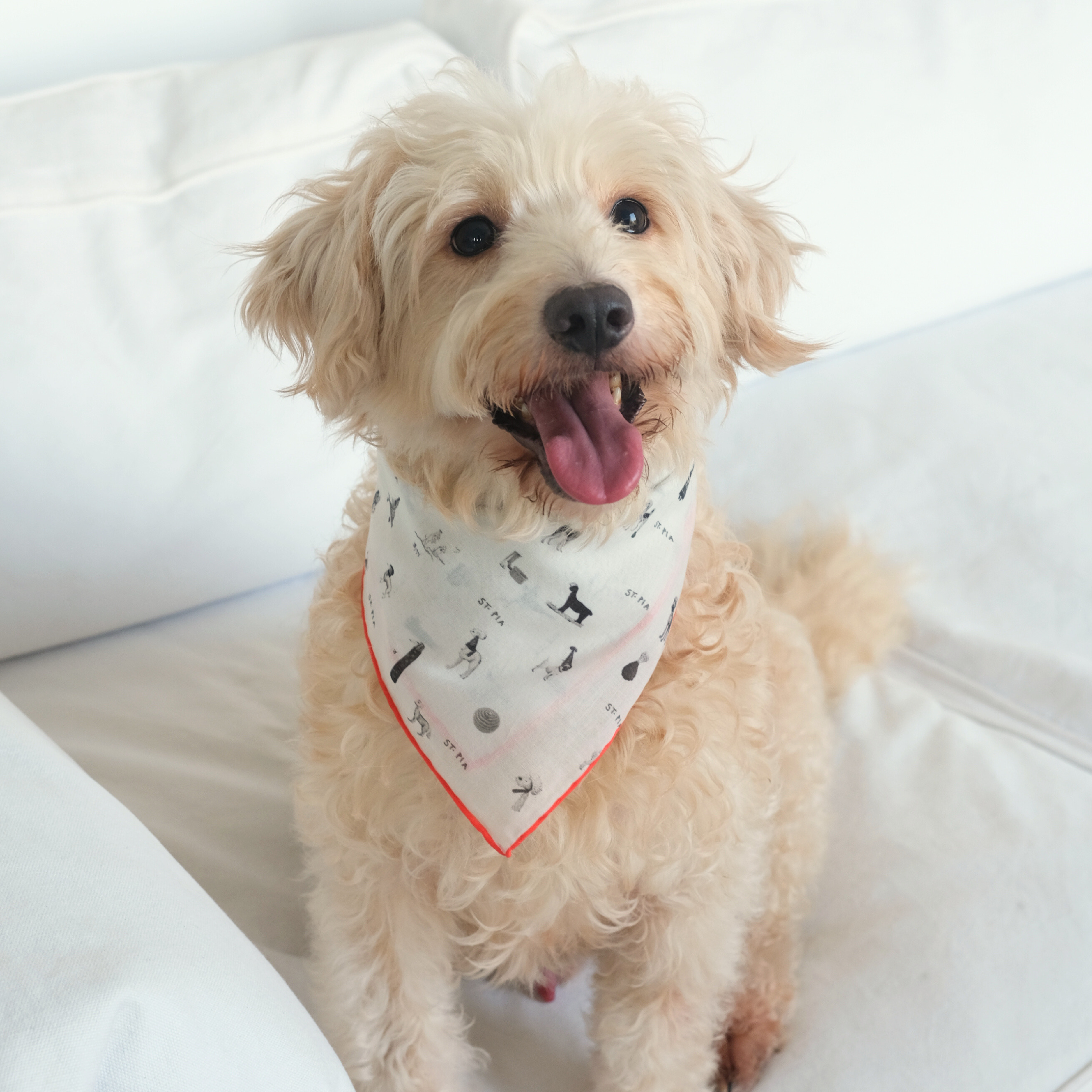 Gazette Bandana - Pet + İnsan Aksesuarı