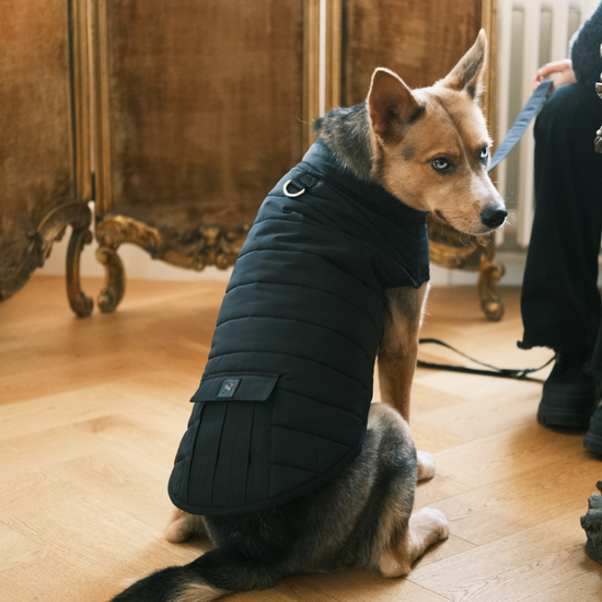 Hive Puffer Dog Coat