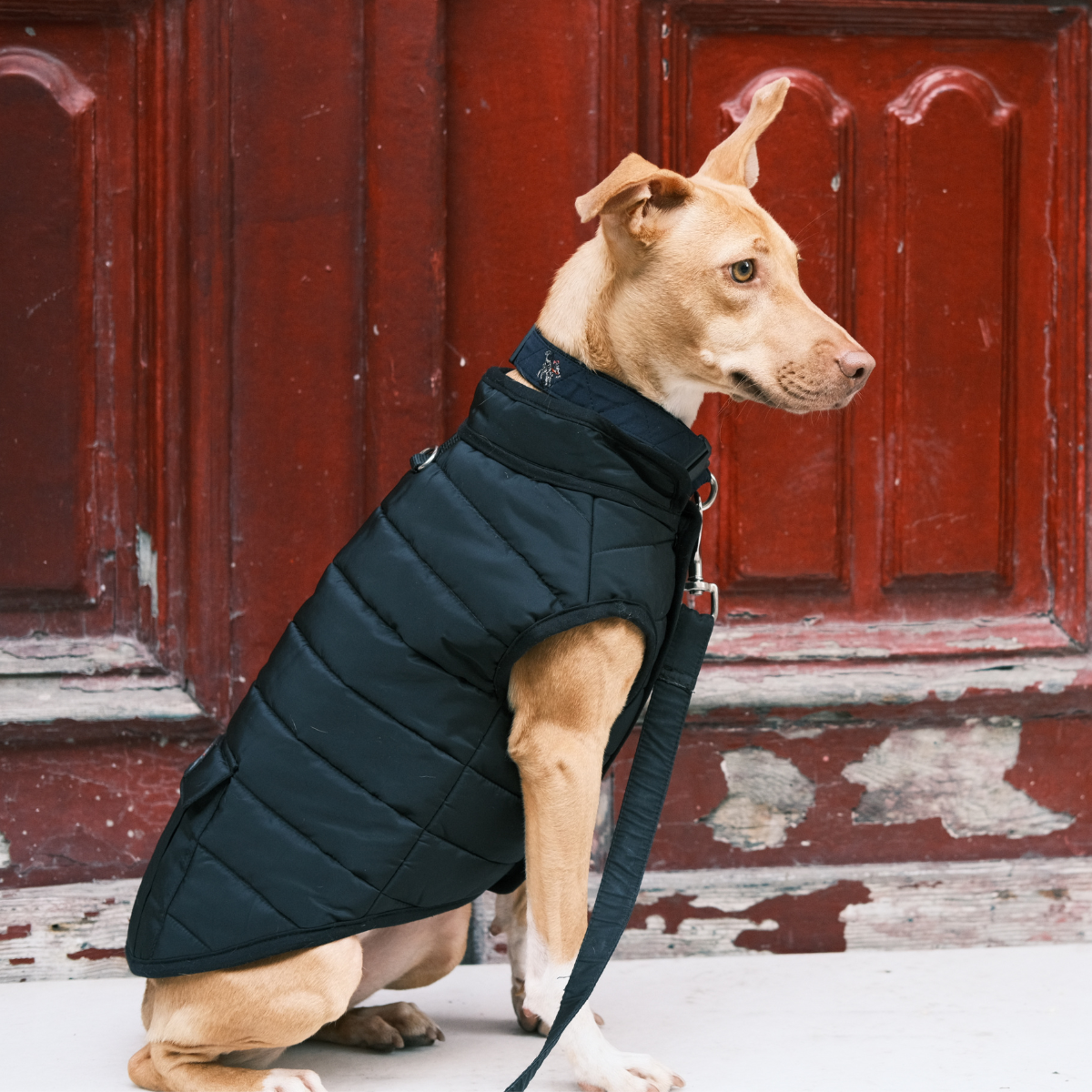 Hive Puffer Dog Coat