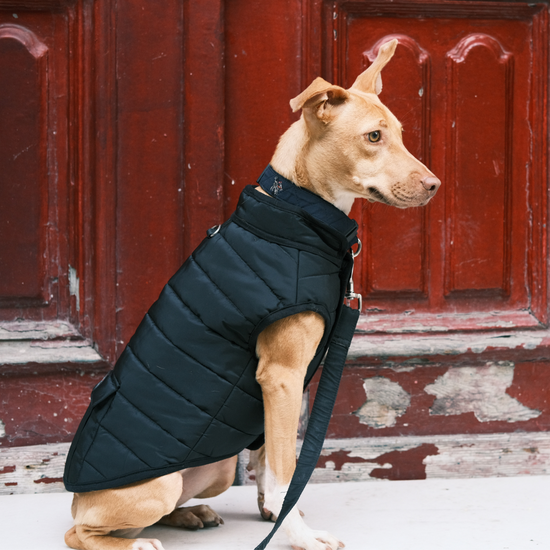 Hive Puffer Dog Coat