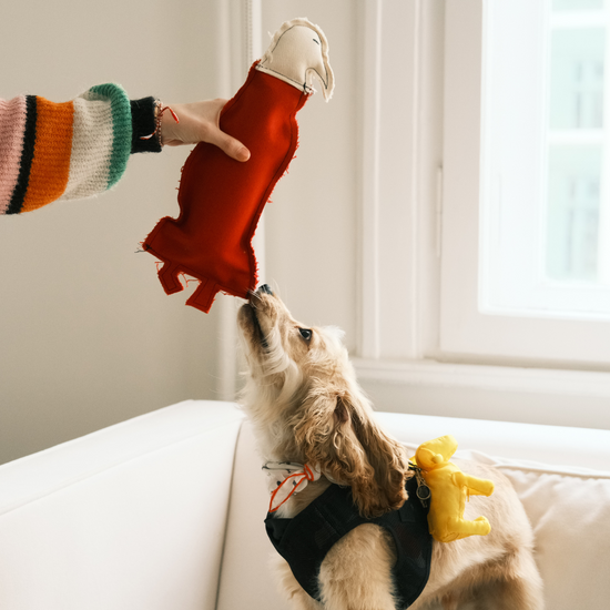 Marico Kuş El Yapımı Kedi + Köpek Oyuncağı