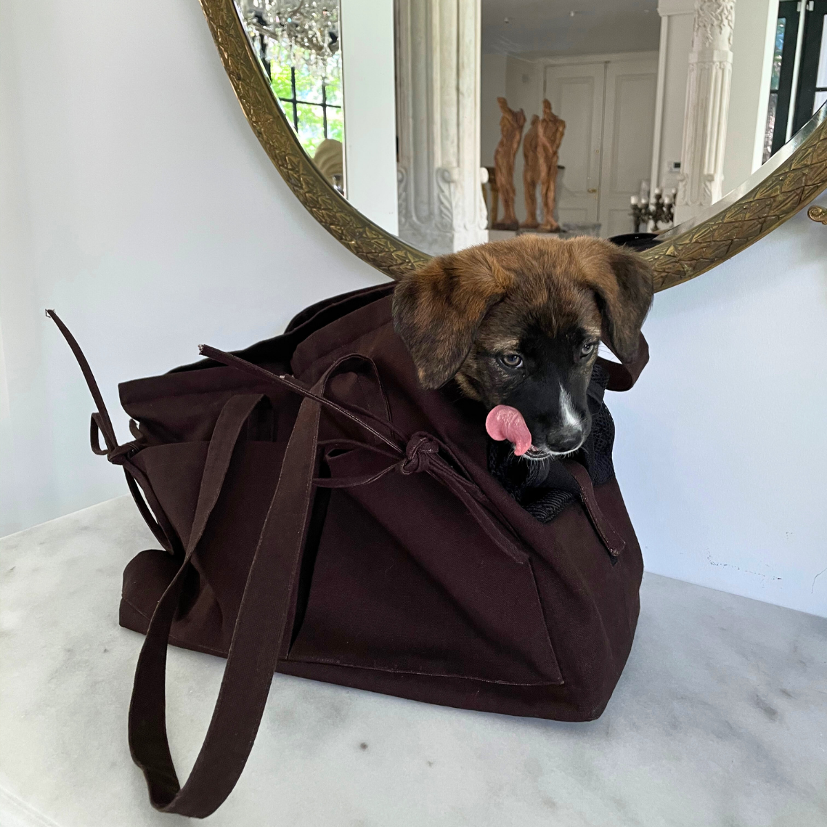 Marsu Tote Bag + Pet Carrier