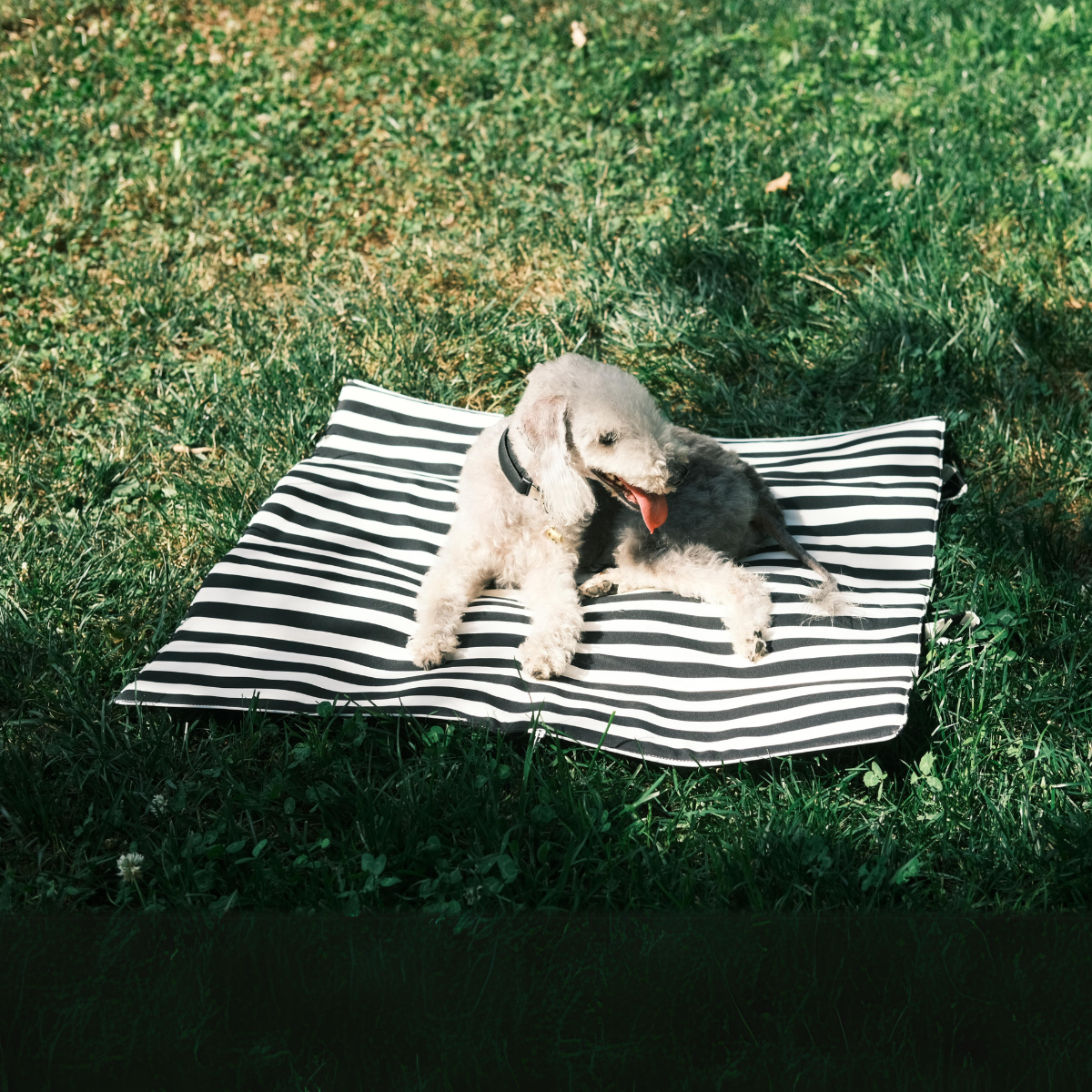 Mat-In-A-Bag Foldable Tote + Floor Cushion