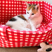 Mat-In-A-Bag Foldable Tote + Floor Cushion