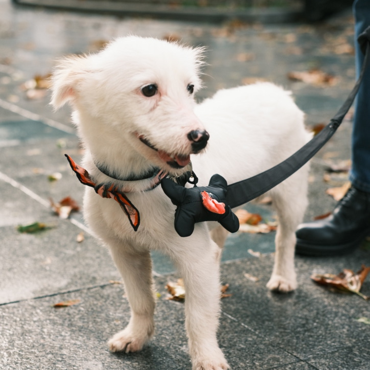 Osso Poop Bag Holder