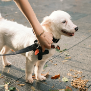 Osso Poop Bag Holder