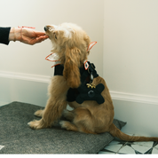 Osso Poop Bag Holder