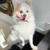 Osso Poop Bag Holder