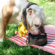 Pita-On-The-Go Katlanabilir Kedi + Köpek Mama Kabı