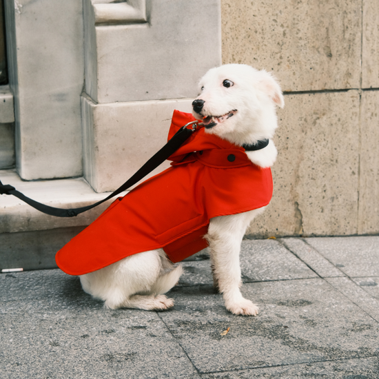 Pluvio Dog Raincoat