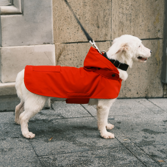 Pluvio Köpek Yağmurluğu