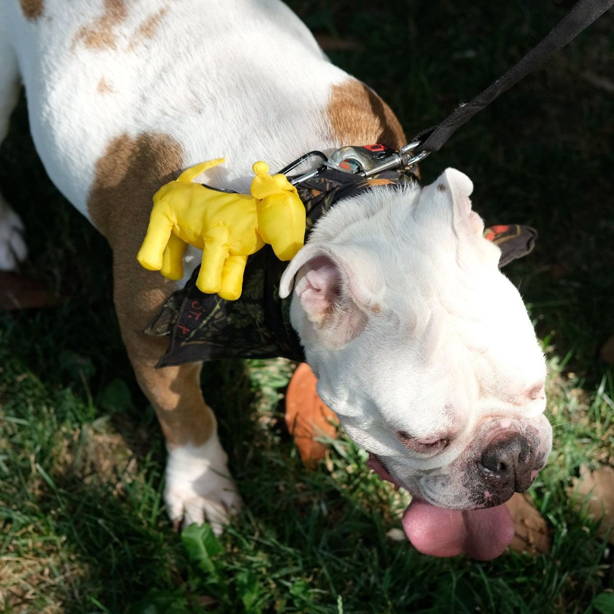 PomPaw Poop Bag Holder