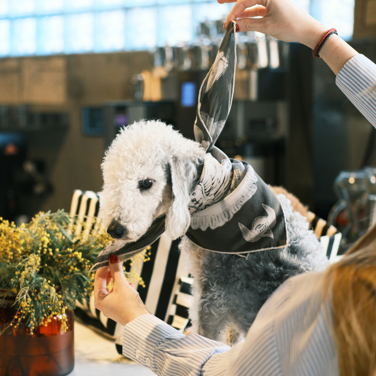 Ruff Pet + Human Bandana