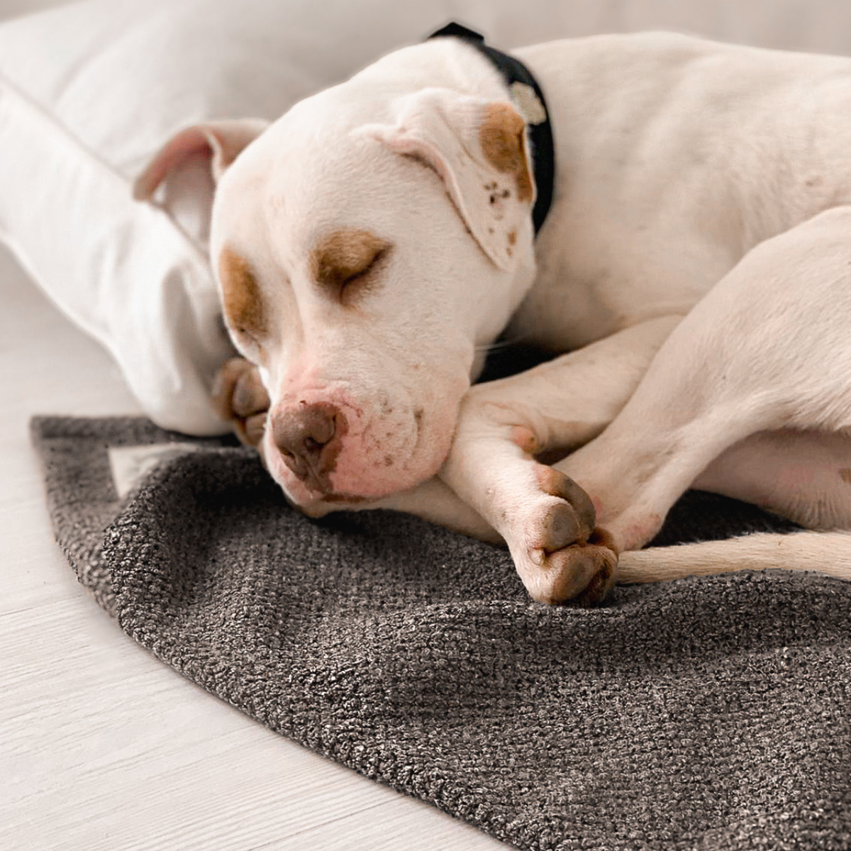 Blankie Pet Blanket + Mat