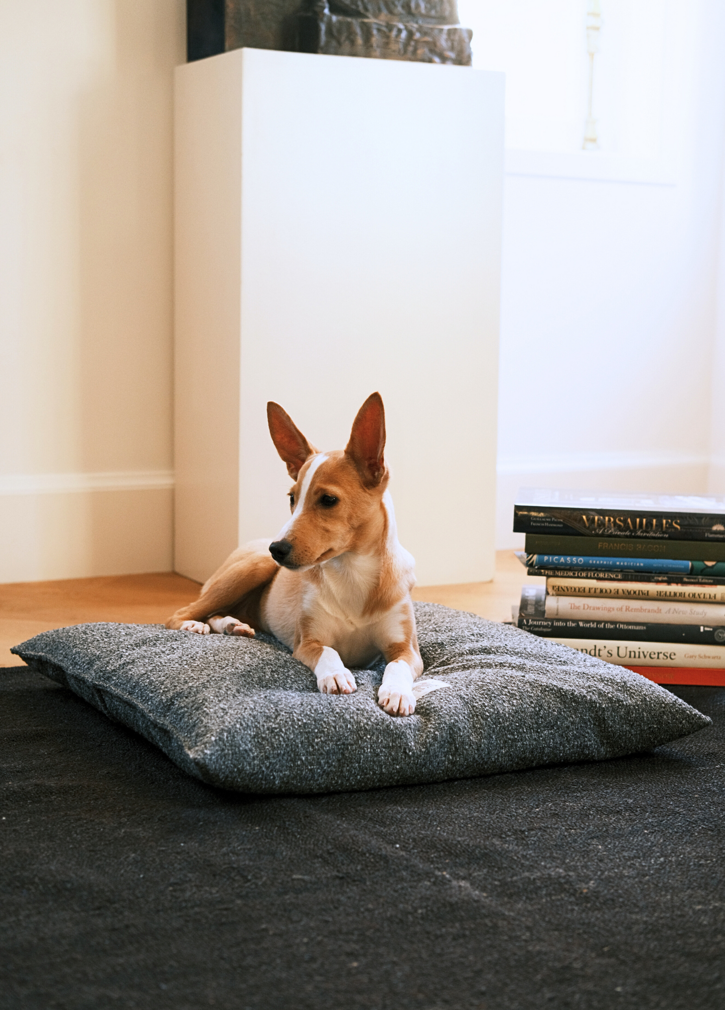 Dog bed shop floor cushion