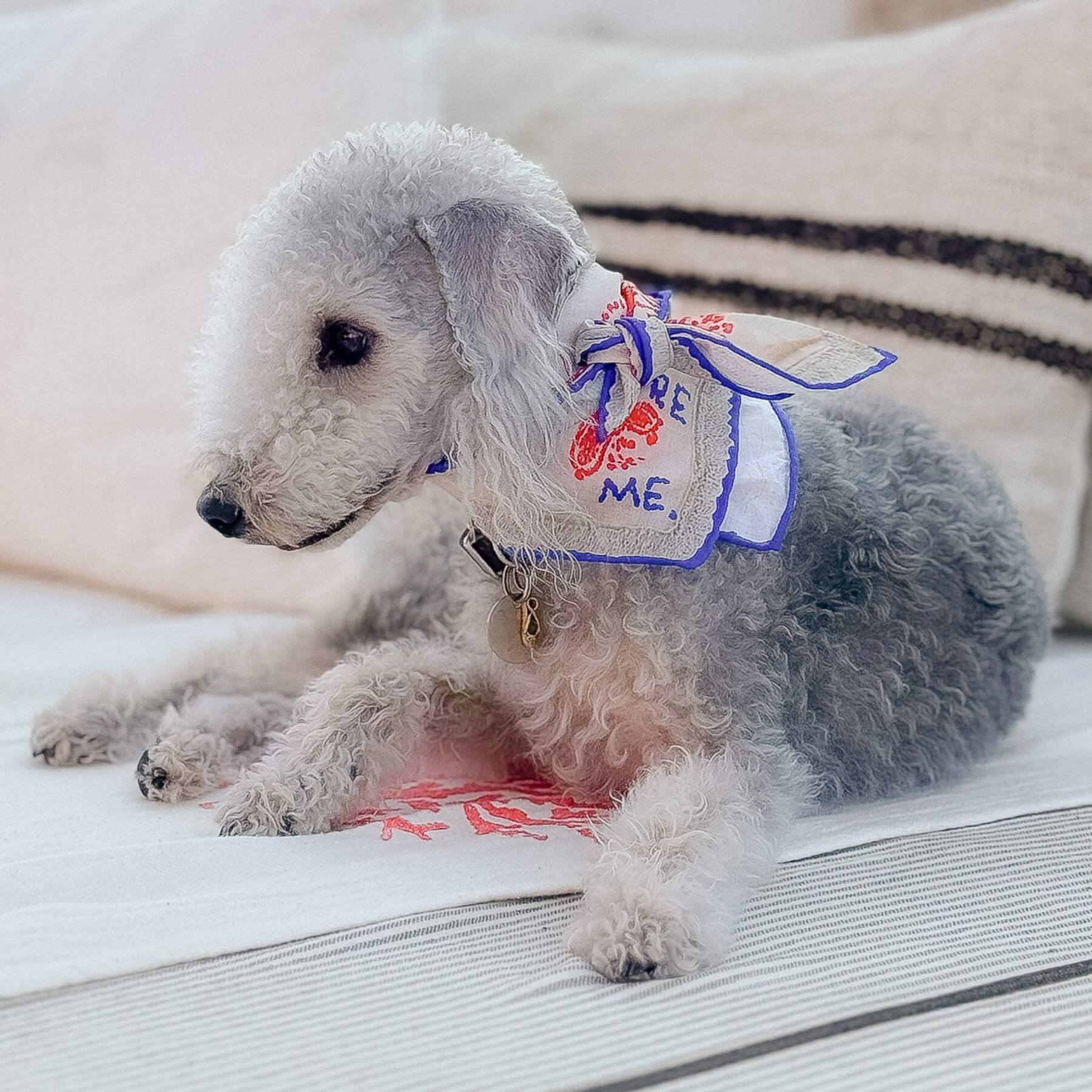 Blue Lovefold Pet + Human Bandana