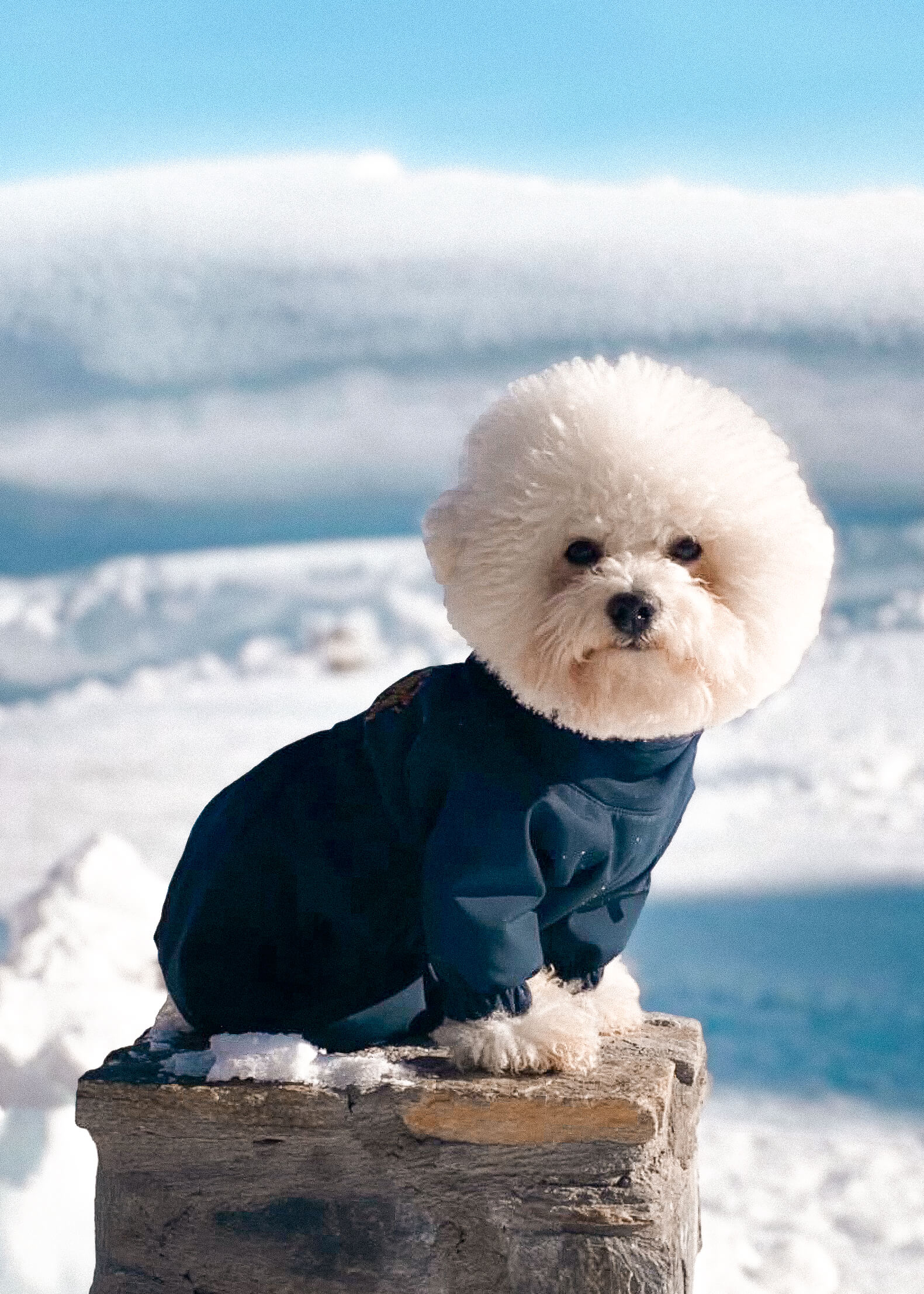 winter-selection-dog-in-coat.jpg